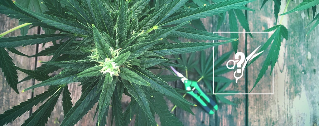 Comment Tailler Les Plants De Cannabis 