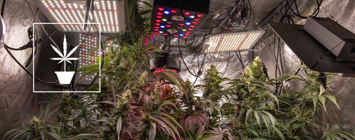 Des conseils simples pour cultiver de la meilleure herbe
