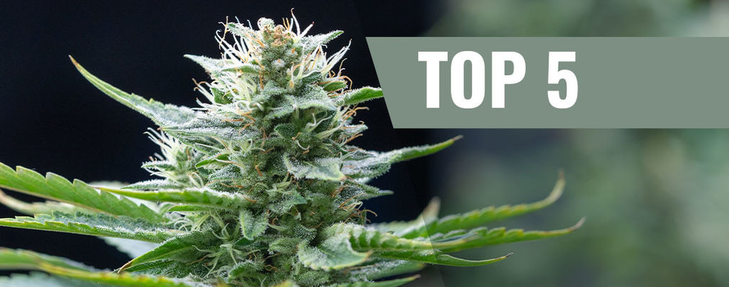 Top 5 Des Variétés De Cannabis Sativa Pour 2020