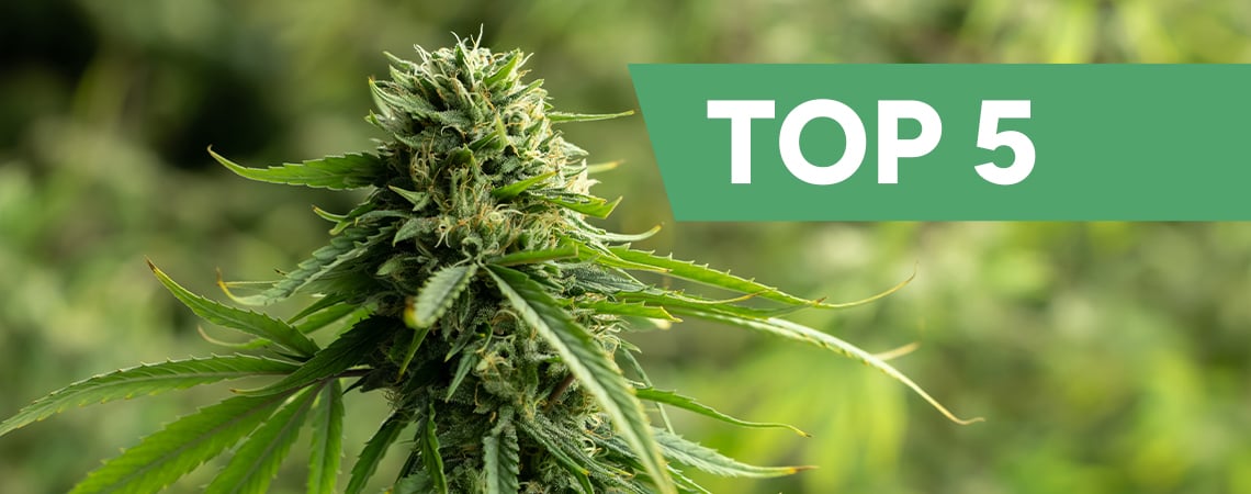 Top 5 des variétés de cannabis à haute teneur en CBD