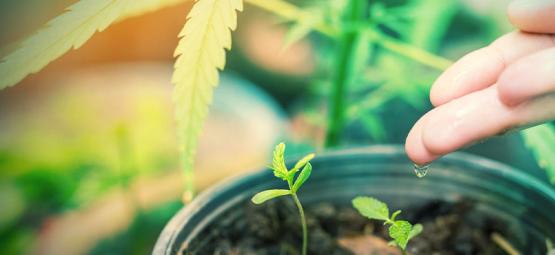 Quelle Est La Meilleure Eau Pour Les Plants De Cannabis