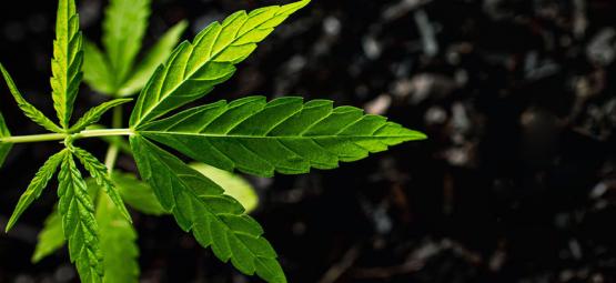 Comment Utiliser L’acide Fulvique Et Humique Pour Le Cannabis