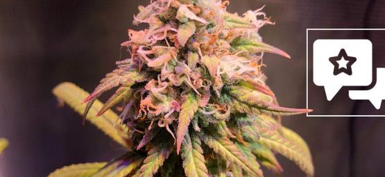 Compte-rendu de variété: Shining Silver Haze de Royal Queen Seeds