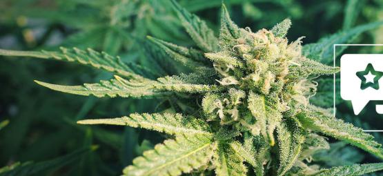 Blueberry : Évaluation Et Informations De Variété De Cannabis