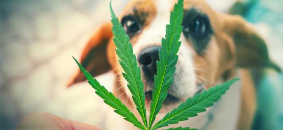 Que Faire Si Votre Animal De Compagnie Mange Votre Cannabis