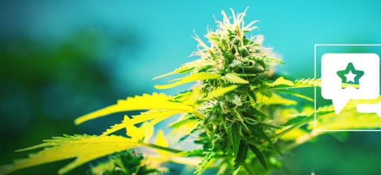 Power Flower : Évaluation & Informations De Variété De Cannabis