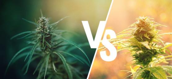 Quelle Est La Différence Entre Cannabis Et Chanvre