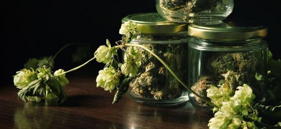 La Surprenante Connexion Entre Cannabis Et Houblon