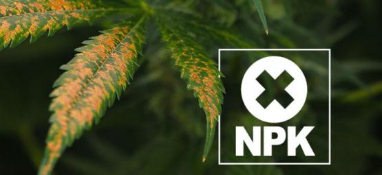 Blocage D’absorption Des Nutriments : Qu’est-Ce Et Comment Le Résoudre ?