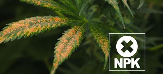 Diagnostic Et Traitement Du Blocage De L'Absorption Des Nutriments Du Cannabis