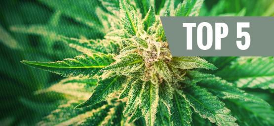 Top 5 Des Variétés De Cannabis Ruderalis