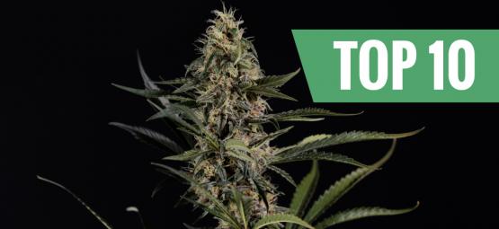 Top 10 des variétés de cannabis les plus puissantes