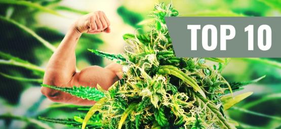 Top 10 Des Plus Fortes Et Plus Puissantes Variétés De Cannabis