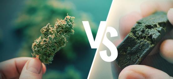 La Différence Entre Cannabis Et Hasch