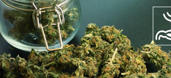 Comment Le Cannabis Affecte-t-Il Le Système Digestif ?
