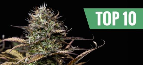 Top 10 des variétés de cannabis à autofloraison