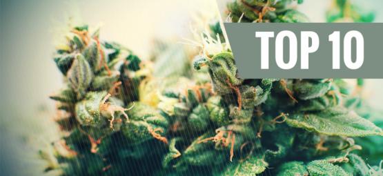 Top 10 Des Variétés De Cannabis Auto-Fleurissantes