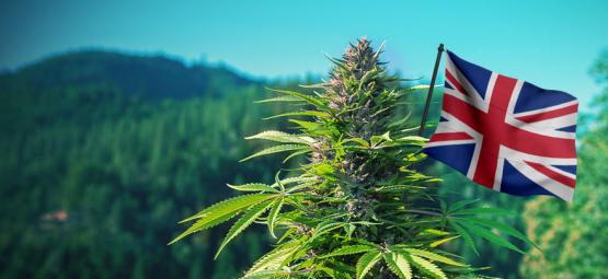 Les Meilleures Variétés De Cannabis D'Extérieur À Cultiver Au Royaume-Uni