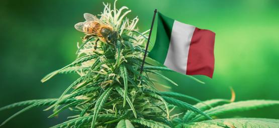 Les Meilleures Variétés De Cannabis D'Extérieur À Cultiver En Italie