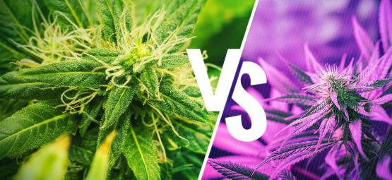 Comprendre Les Différences Entre Les Variétés Kush Et Haze