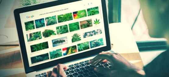Les Meilleurs Sites Internet Pour Les Stoners [Mise À Jour 2025]