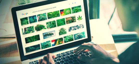 Les Meilleurs Sites Internet Pour Les Stoners [Mise À Jour 2024]