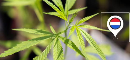 Meilleures variétés de cannabis à cultiver en extérieur aux Pays-Bas