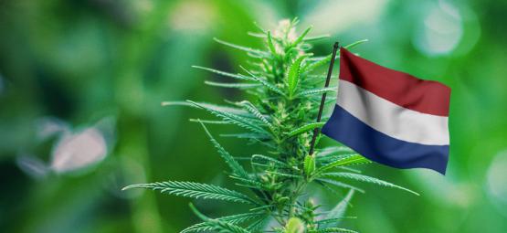 Les Meilleures Variétés De Cannabis D'Extérieur À Cultiver Aux Pays-bas