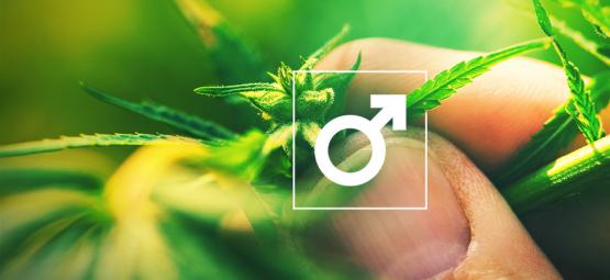 Que Faire Avec Les Plants De Cannabis Mâle ?