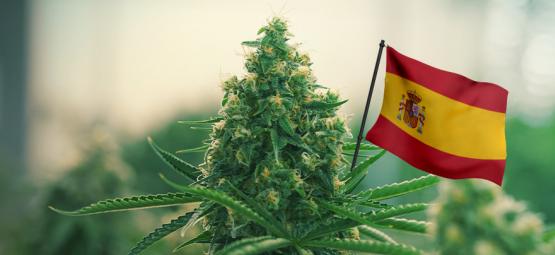 Les Meilleures Variétés De Cannabis D'Extérieur À Cultiver En Espagne 