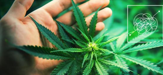 Variétés De Cannabis Dures À Cultiver Et Gratifiantes