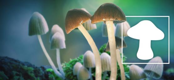 Les Champignons Magiques Sont La Substance La Moins Dangereuse