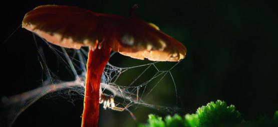 Araignées Et Drogues : Comment Les Substances Touchent Animaux Et Insectes ?