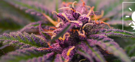 Comment Cultiver De La Weed Violette