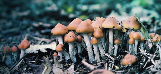 Qu'Est-ce Que Le Psilocybe Azurescens Et Comment Le Cultiver ?