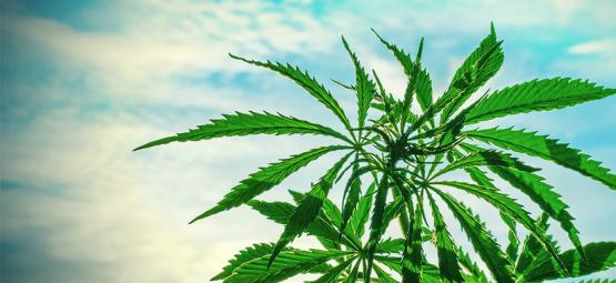Les Meilleures Graines De Cannabis À Cultiver En Climat Chaud