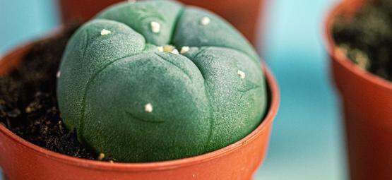 Lophophora Decipiens : Un Peyotl Qui Pousse Plus Vite