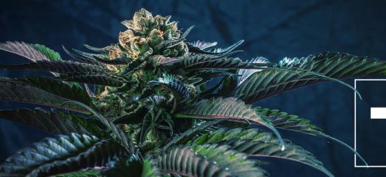 Les 7 Variétés De Cannabis Qui Correspondent Aux 7 Péchés Capitaux