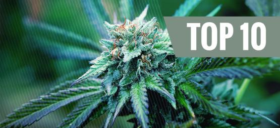 Le Top 10 Des Variétés De Cannabis Thérapeutiques
