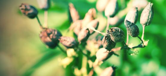 Comment Cultiver Des Graines De Tabac