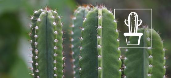 Comment Faire Pousser Et Entretenir Un Cactus San Pedro