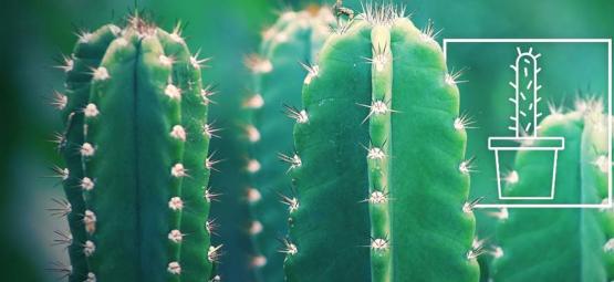 Comment Faire Pousser Et Entretenir Un Cactus San Pedro