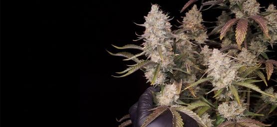 Top 5 des variétés autofloraison à haut rendement