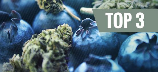 Origines Du Cannabis Blueberry & Top 3 Des Variétés Blueberry