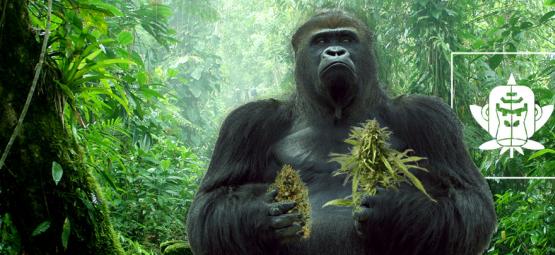 L'origine De La Gorilla Glue Et Le Top 3 Des Variétés De Cannabis Gorilla Glue