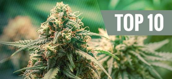Top 10 Des Variétés De Cannabis Hybrides
