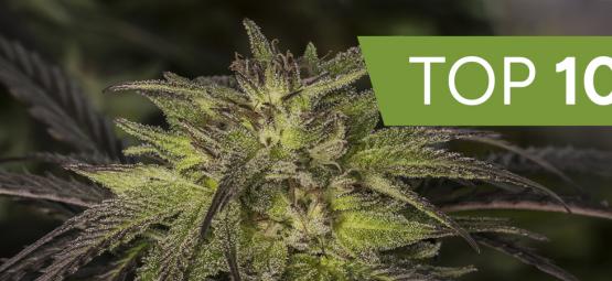 Top 10 des variétés hybrides de cannabis