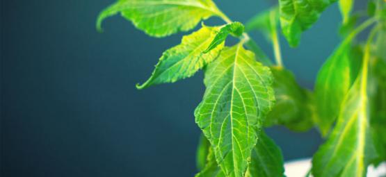 Comment Traiter Votre Plant De Salvia Divinorum