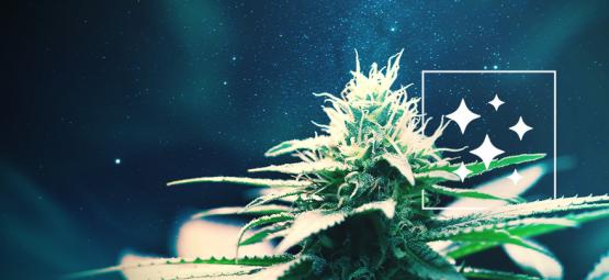 L’Origine De La Northern Lights Et Le Top 3 De Ses Variétés De Cannabis