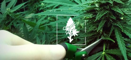 Top 4 Des Techniques De Taille Pour Vos Plants De Cannabis